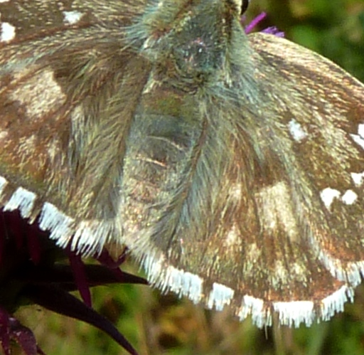 Pyrgus da identificare